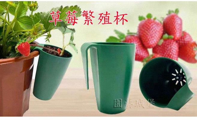 園藝城堡 草莓繁殖杯 草莓走莖繁殖杯 草莓專用育苗盆, 1個