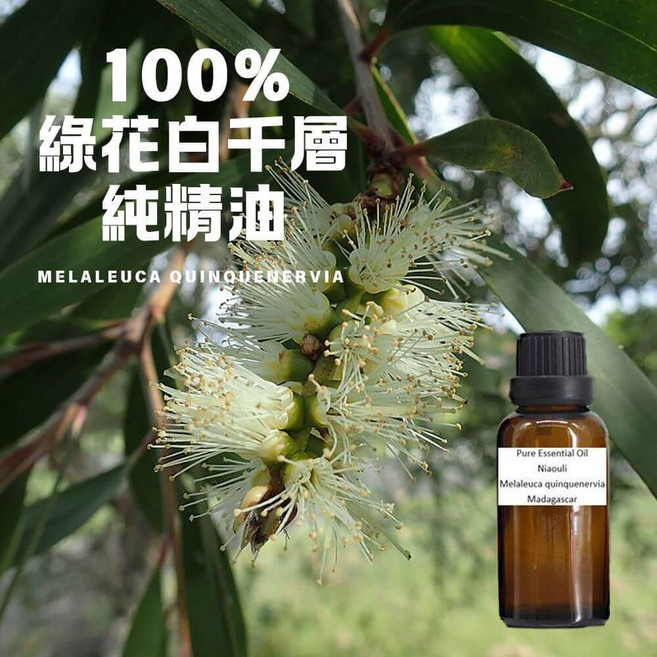 綠花白千層 純精油 Melaleuca quinquenervia, 1個, 250ml