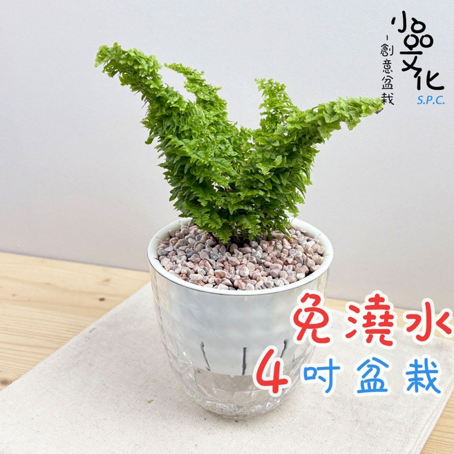 小品文化 密葉波士頓腎蕨 4吋鑽石免澆水盆栽, 1個, 密葉波士頓腎蕨+4吋鑽石盆, N/A