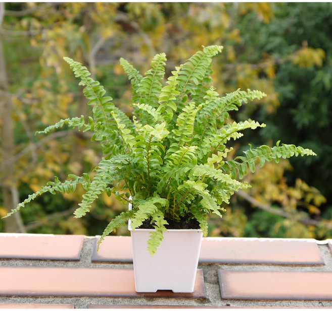 花樣渼栽盆栽生活館 波士頓腎蕨 室內清淨空氣盆栽 觀葉植物, 1個, 3寸圓形花盆(整盆寄出)