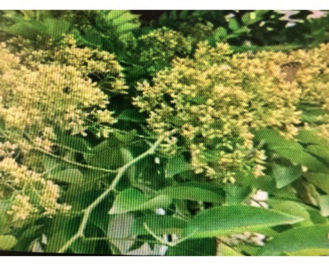 花梨木精油, 1個
