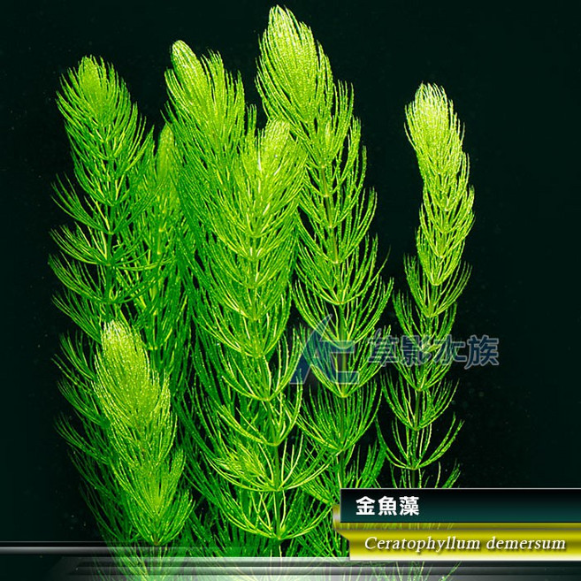【AC草影】金魚藻 耐熱 新手水草 簡單種植 不須CO2 水草造景 除藻 造景裝飾, 1個