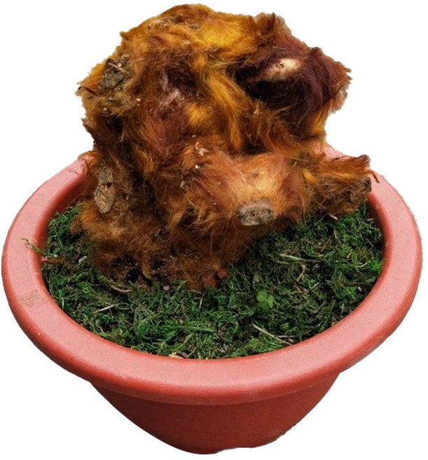 萬花叢 觀葉植物 金狗毛蕨 大顆 8吋盆 高約10-15cm, 紅色, 1個