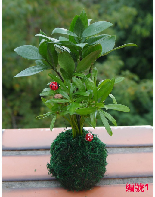 花樣渼栽盆栽生活館 森林系苔球 (免盆) 室內植物 療癒小物 辦公室小物, 1個, 編號2(目前莖部較矮)-綠球體