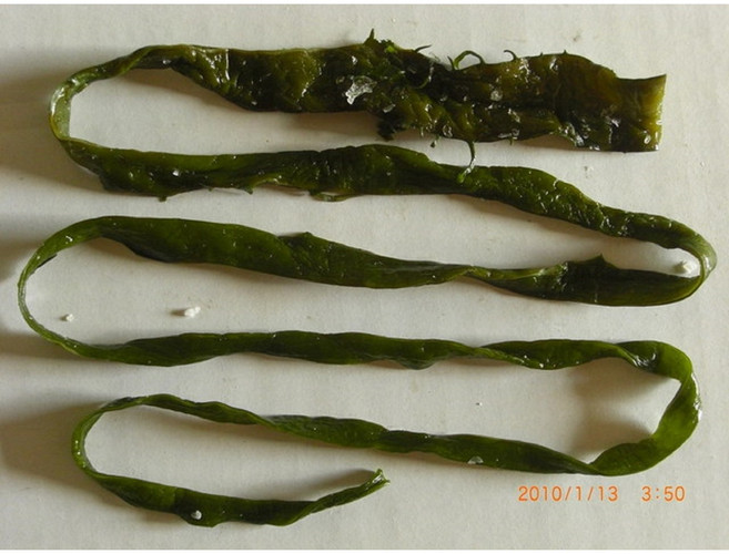 海帶王子 鹽漬海帶梗條, 600g, 1套