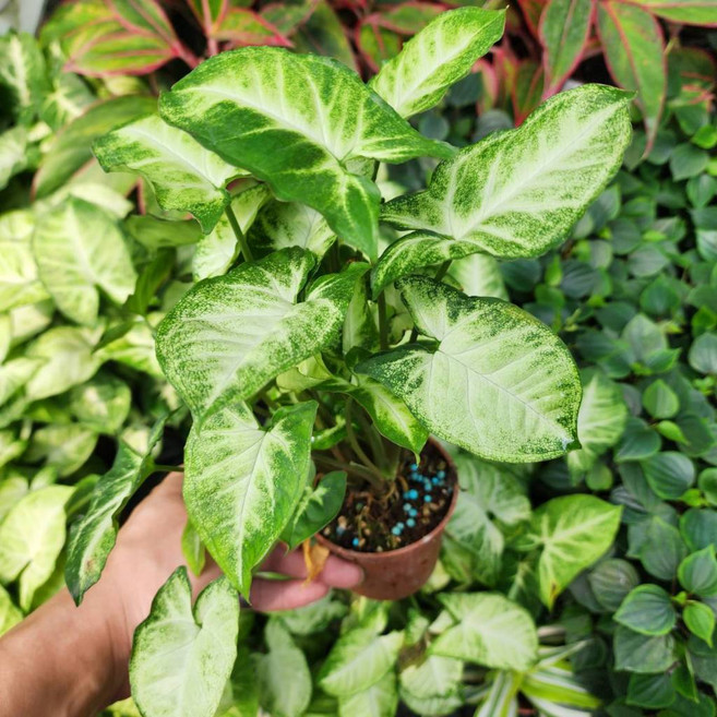 P老闆園藝 綠精靈 合果芋 3吋盆, 1個