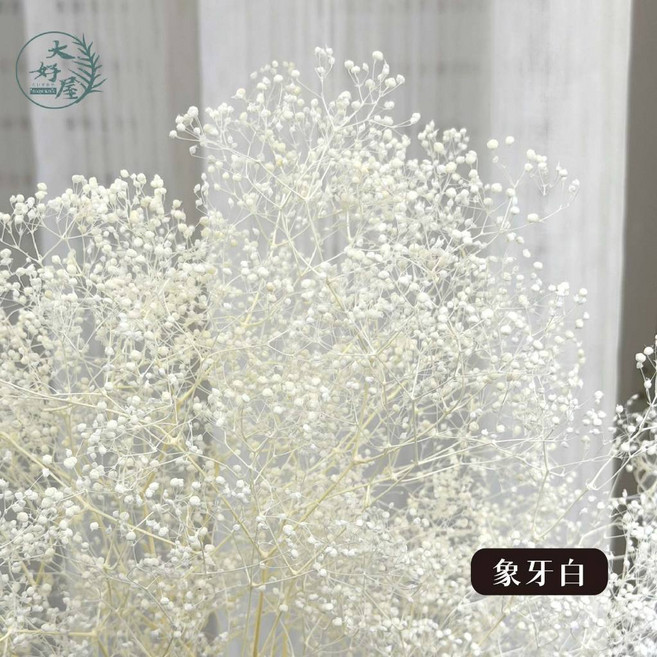 大好屋 迷你滿天星 百萬星 永生花乾燥花 花藝配花 室內裝飾, 百萬星, 象牙白