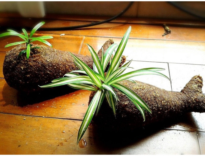 霍特盛典 造型水苔球/觀葉植物/蘭花/蕨類/手作植栽, 1個, 圓形