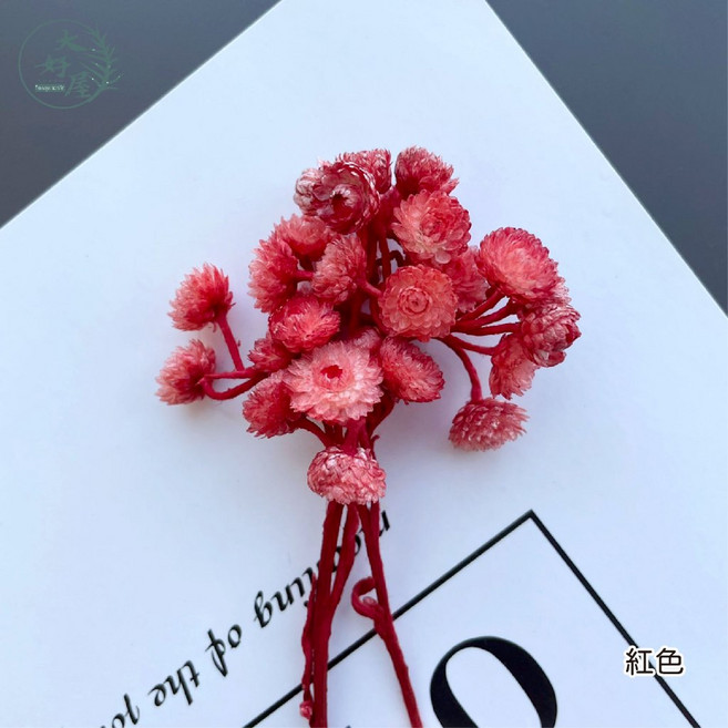 大地農園 蠟菊 3-4克裝 3A級超品, 小蠟菊【紅色】小包裝, 紅色, N/A