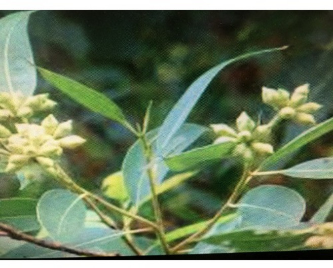 英國ND藍膠 尤加利純精油 1KG新鋁罐裝, 1個