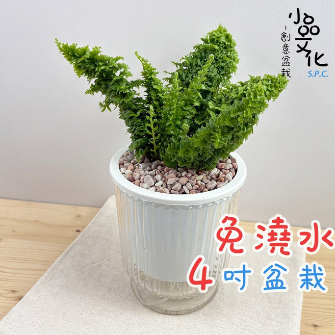 小品文化 密葉波士頓腎蕨 4吋透明條紋免澆水盆栽, 1個, 密葉波士頓腎蕨+4吋燈籠盆-白盆, 白