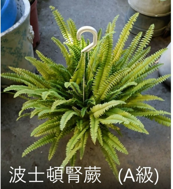 花花世界 觀葉植物 波士頓腎蕨/波斯頓腎蕨 5-6吋吊盆/高10-15cm, 1個, A級-紅盆