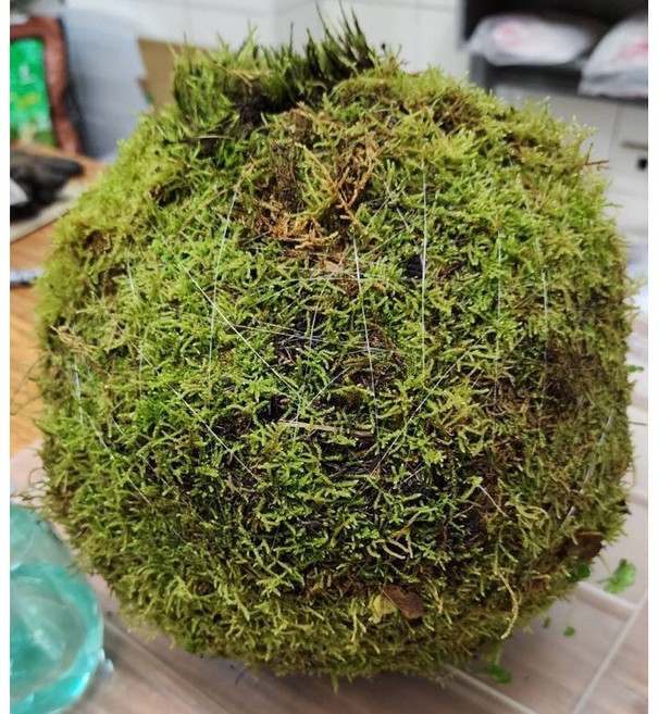 苔鑽 巨無霸苔球 直徑20cm