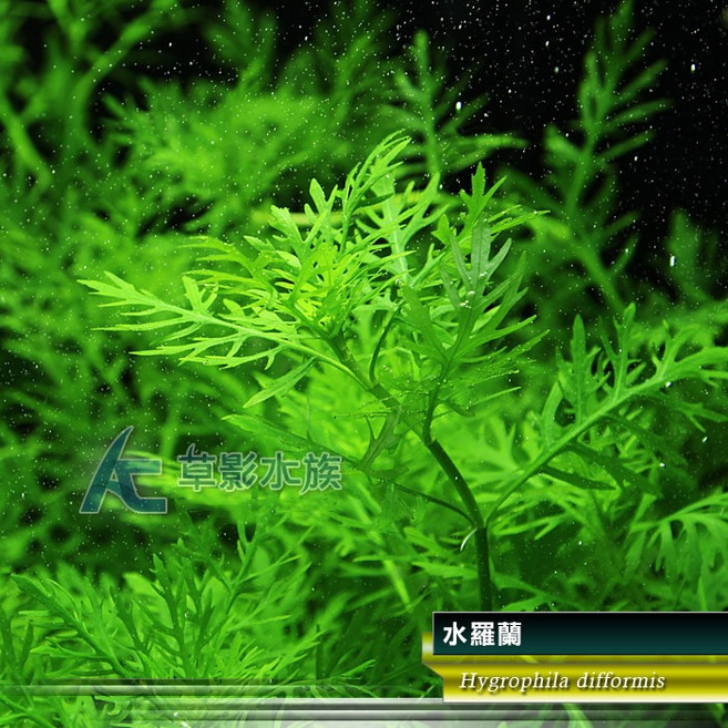 AC草影 新手水草 耐熱 不用CO2 水草造景 水生植物 真水草 水羅蘭佗草, 1個, 水羅蘭(水上葉)十株