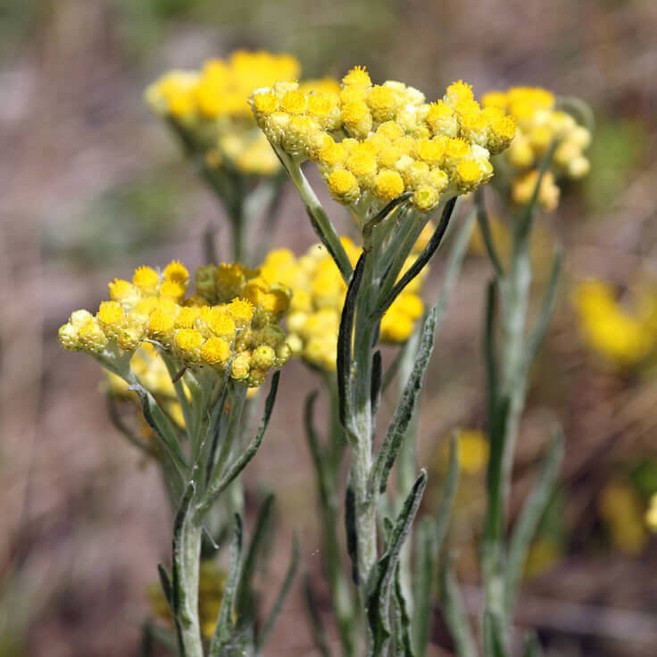 苞葉永久花 純精油 Helichrysum bracteiferum, 1個, 250ml