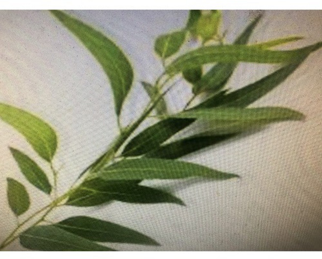 ND 藍膠尤加利精油 約850g新鋁罐分裝, 1個