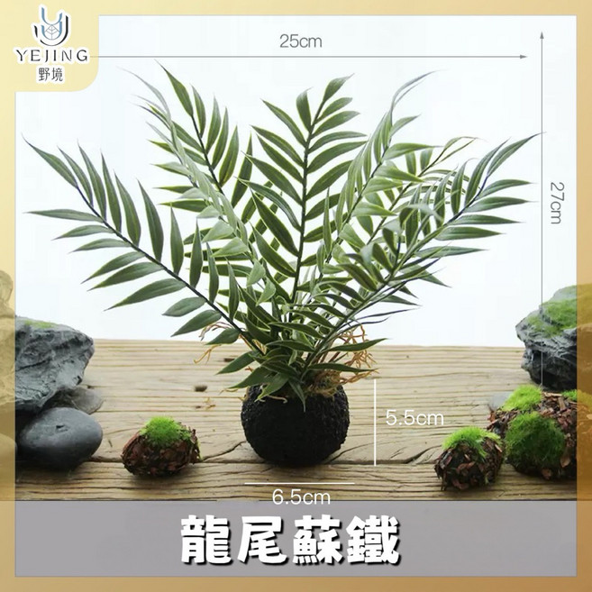 【野境】仿真波士頓蕨 爬蟲造景 躲避, 龍尾蘇鐵-底座款, 龍尾蘇鐵-底座款