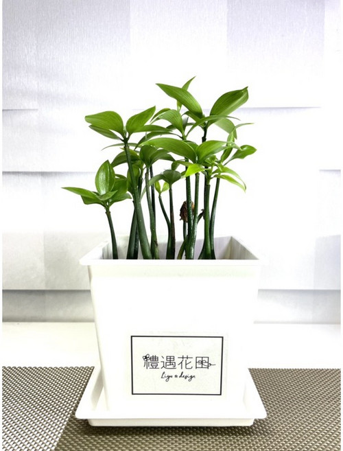 禮遇花田 竹柏 3吋盆 白塑方盆, 1個