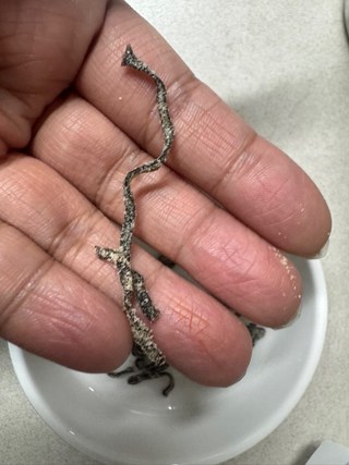 쿠라콘 시오콤부 염장다시마 대용량, 47g, 1개 쿠라콘 시오콤부 염장다시마 대용량, 47g, 1개 사용감 참고 사진 8
