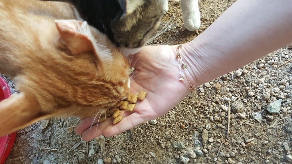 템테이션 고양이 스낵 이미지 2