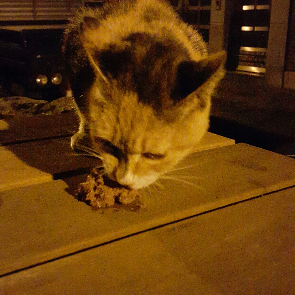 퓨리나원 캣 순살 연어 기능성 사료 솔직 후기 | 실제 사용자 리뷰 총정리 - 상품 이미지 2