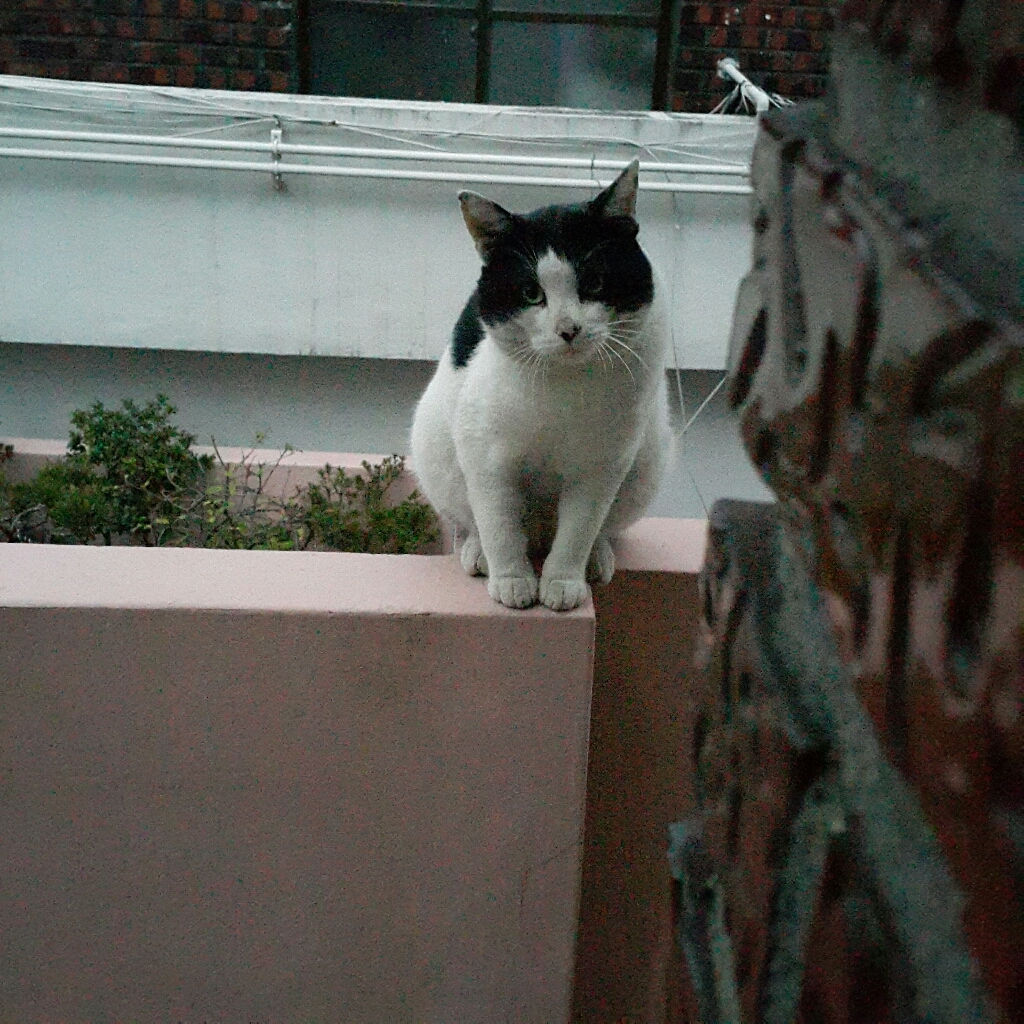 퓨리나원 캣 순살 연어 기능성 사료 이미지 4