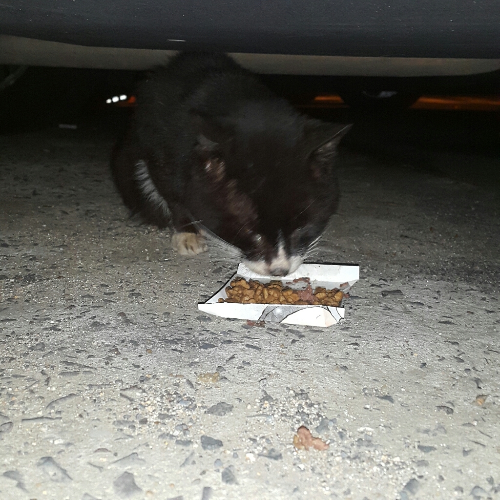 퓨리나원 캣 순살 연어 기능성 사료 이미지 3