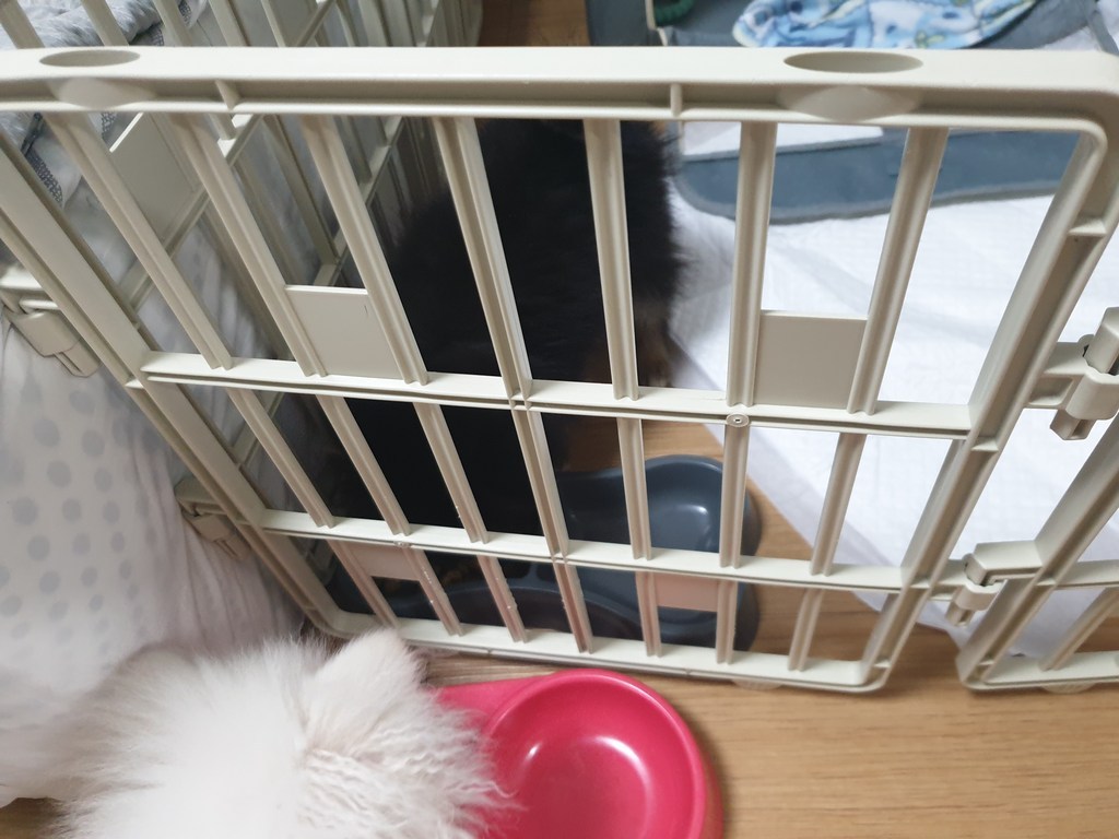 [로얄캐닌] 강아지사료 엑스스몰 퍼피 3KG 솔직 후기 | 실제 사용자 리뷰 총정리 - 상품 이미지 3