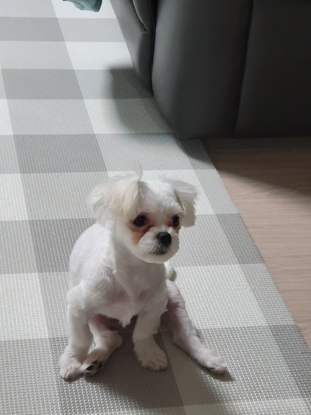 피니키 유기농 가수분해 알러지사료(연어)2kg+피니키랜덤샘플3개 솔직 후기 | 실제 사용자 리뷰 총정리 - 상품 이미지 3