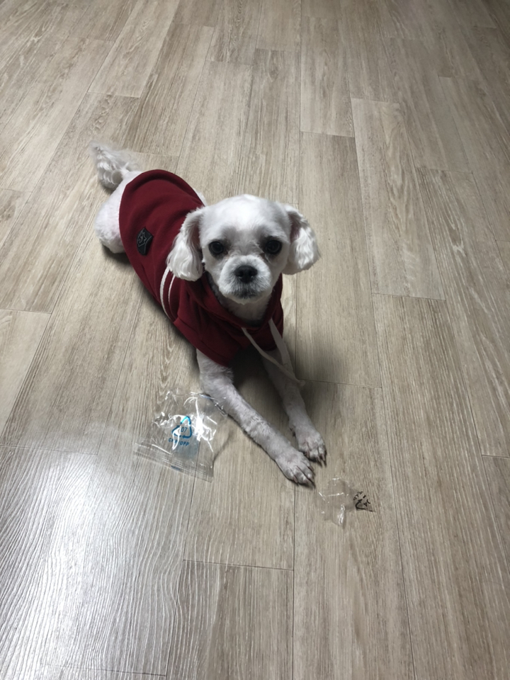 [굿누리] 대한사료 홈앤독 소고기와 채소 리뉴얼 홈앤독 올라이프 플러스 ... 솔직 후기 | 실제 사용자 리뷰 총정리 - 상품 이미지 4