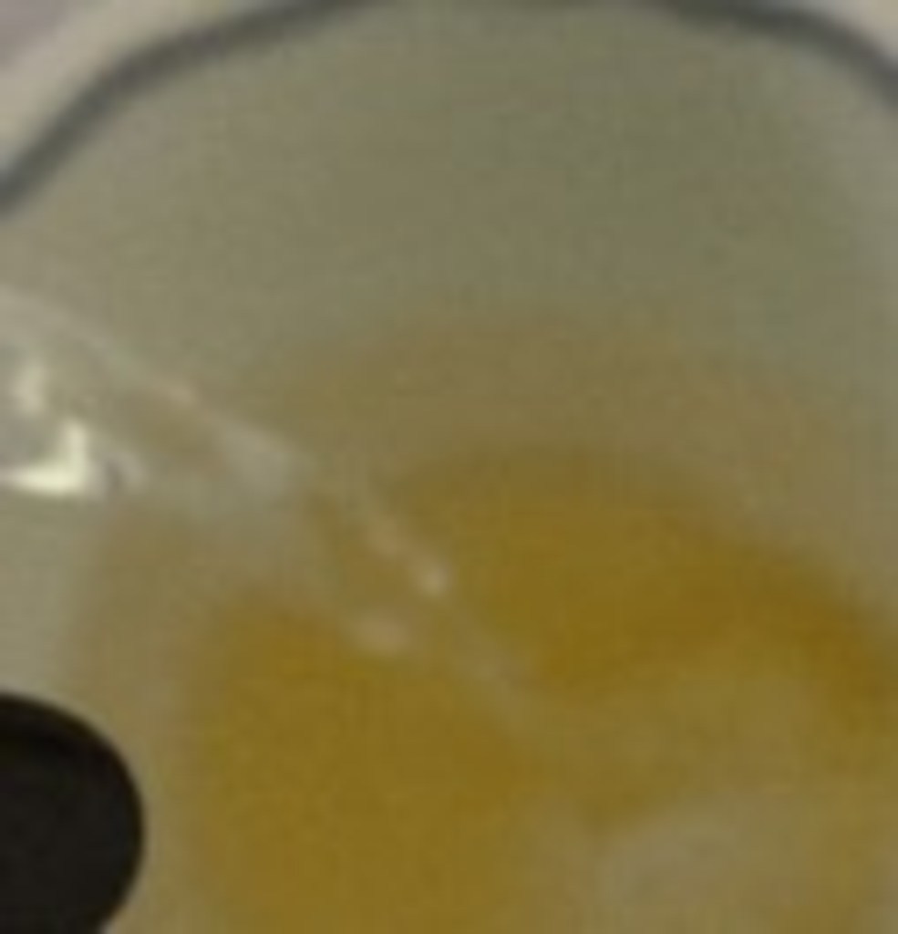 올가홀푸드 1+등급 야생화꿀 500g, 1개 이미지 3