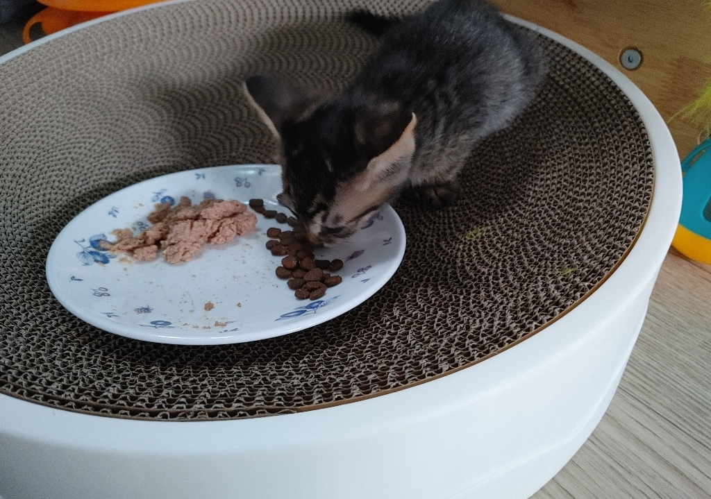 오리젠 전연령 캣 앤 키튼 건식사료 이미지 3