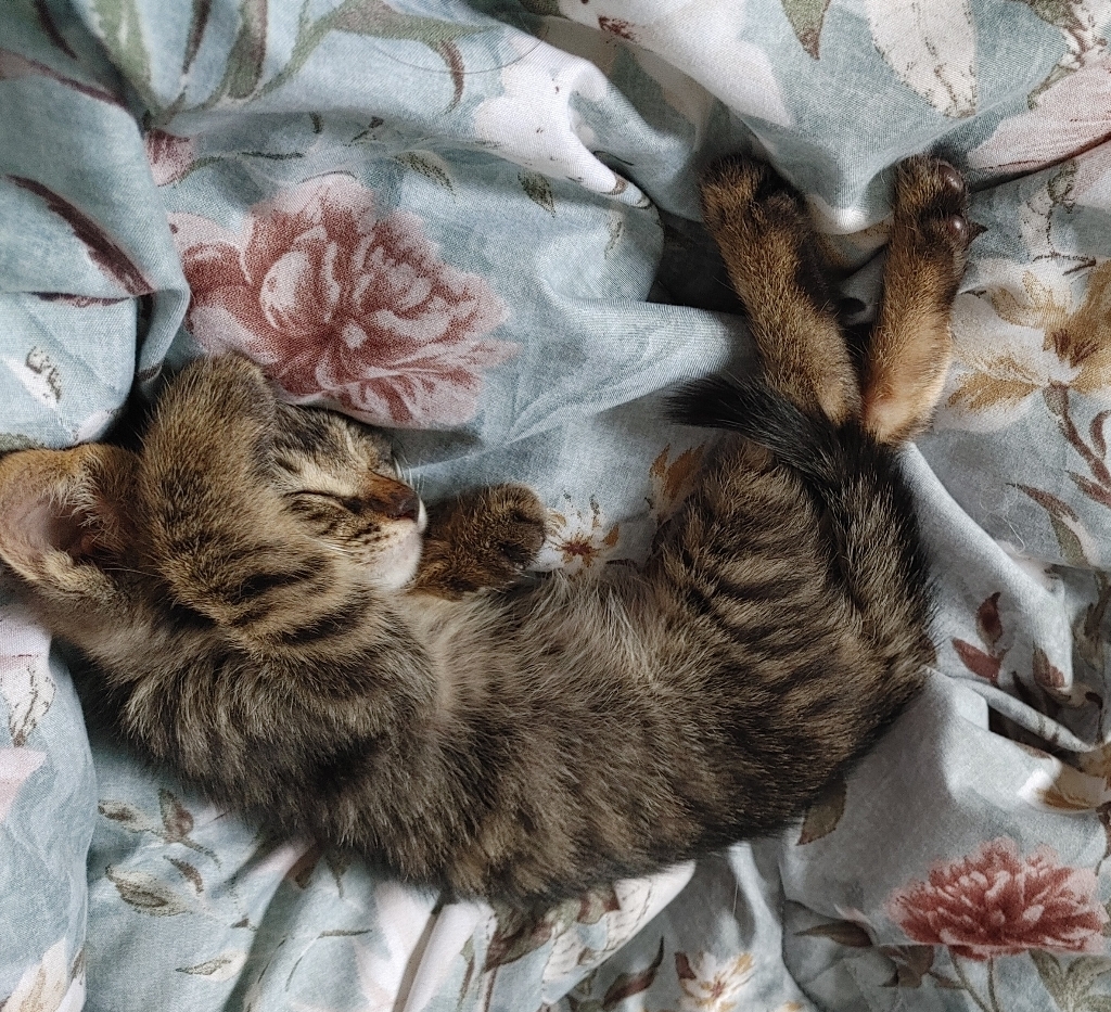 오리젠 전연령 캣 앤 키튼 건식사료 솔직 후기 | 실제 사용자 리뷰 총정리 - 상품 이미지 2