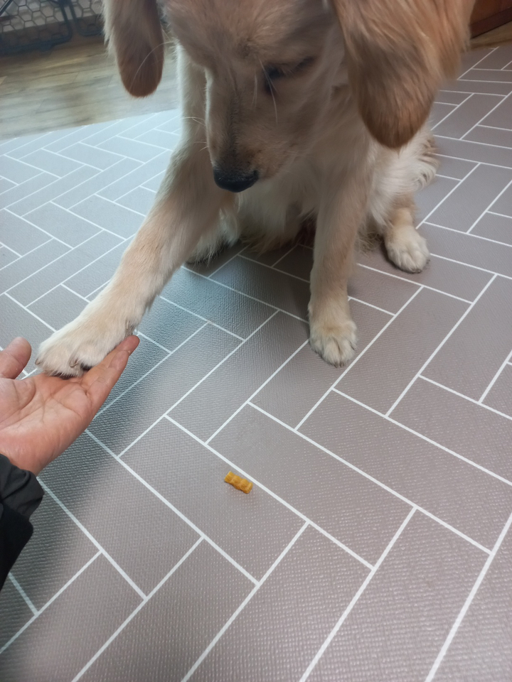 시저 강아지 간식 솔직 후기 | 실제 사용자 리뷰 총정리 - 상품 이미지 3