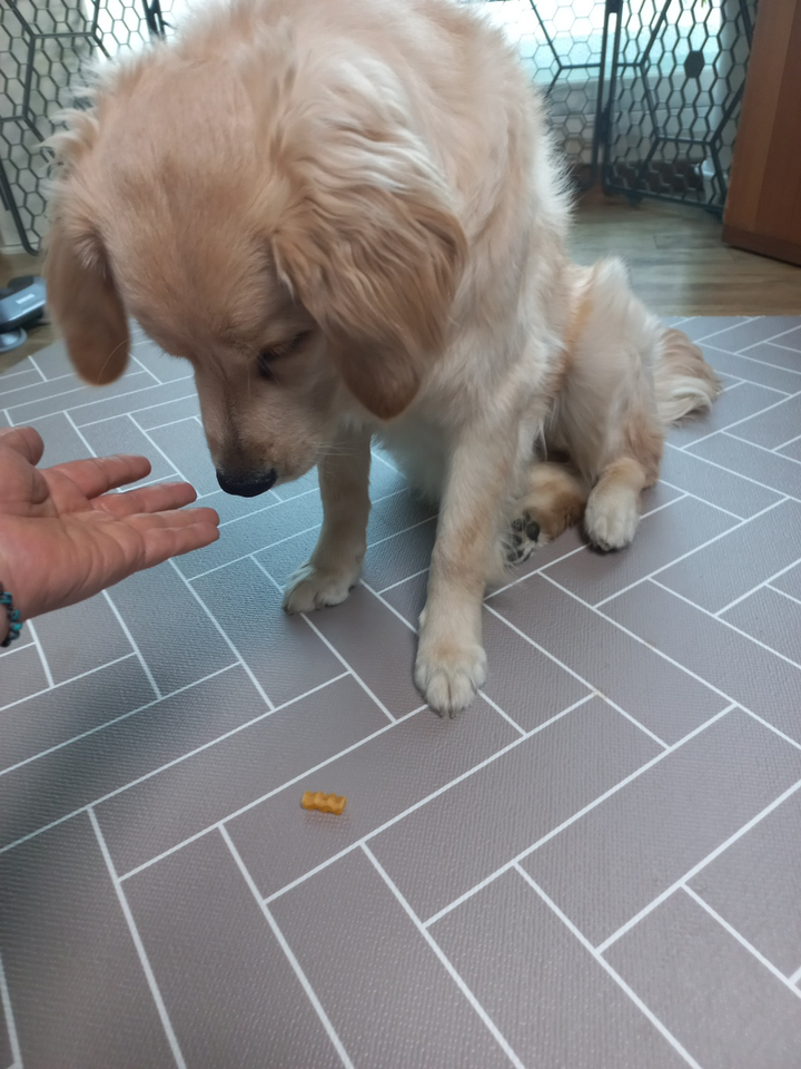 시저 강아지 간식 솔직 후기 | 실제 사용자 리뷰 총정리 - 상품 이미지 2