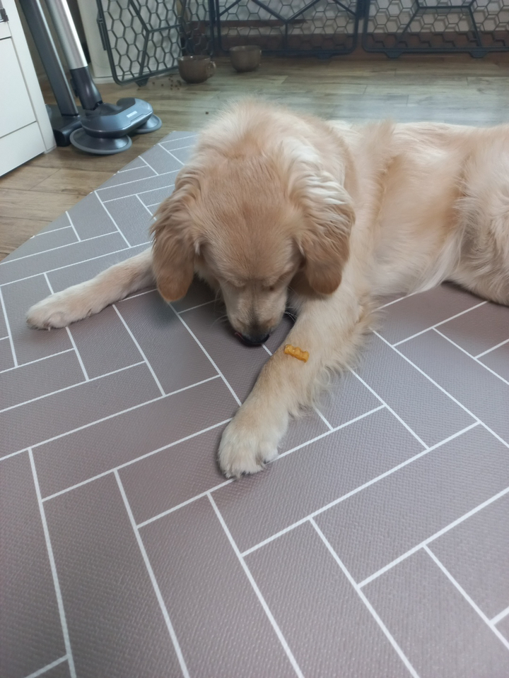 시저 강아지 간식 솔직 후기 | 실제 사용자 리뷰 총정리 - 상품 이미지 4