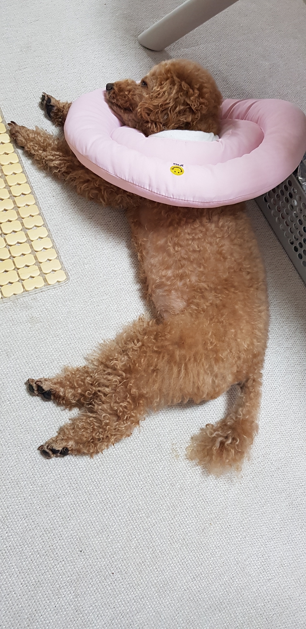 오리젠 강아지 전연령 피트앤트림 건식사료 솔직 후기 | 실제 사용자 리뷰 총정리 - 상품 이미지 4