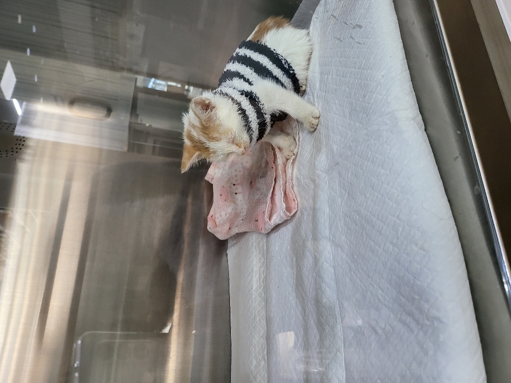 생후 1개월 2개월 이상 아기고양이 새끼고양이 이유식 습식 사료 이미지 3