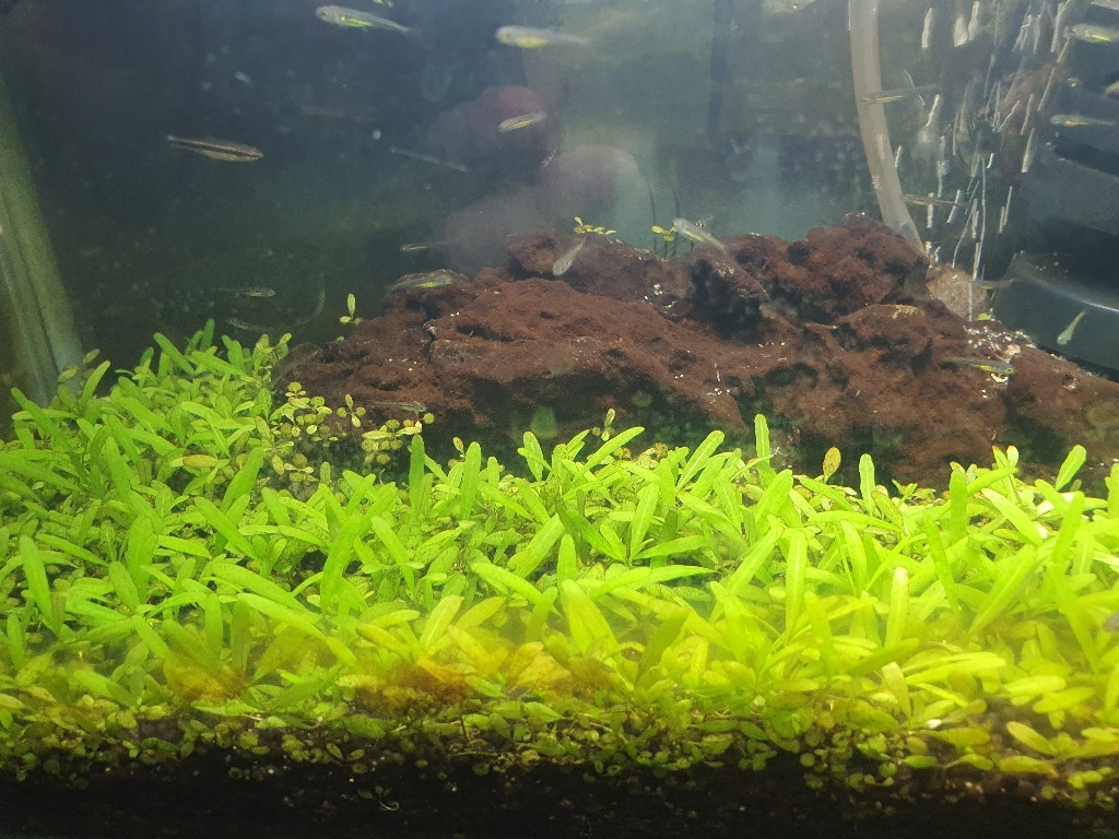 아마존 소일 2kg 수초 어항 바닥재 이미지 4