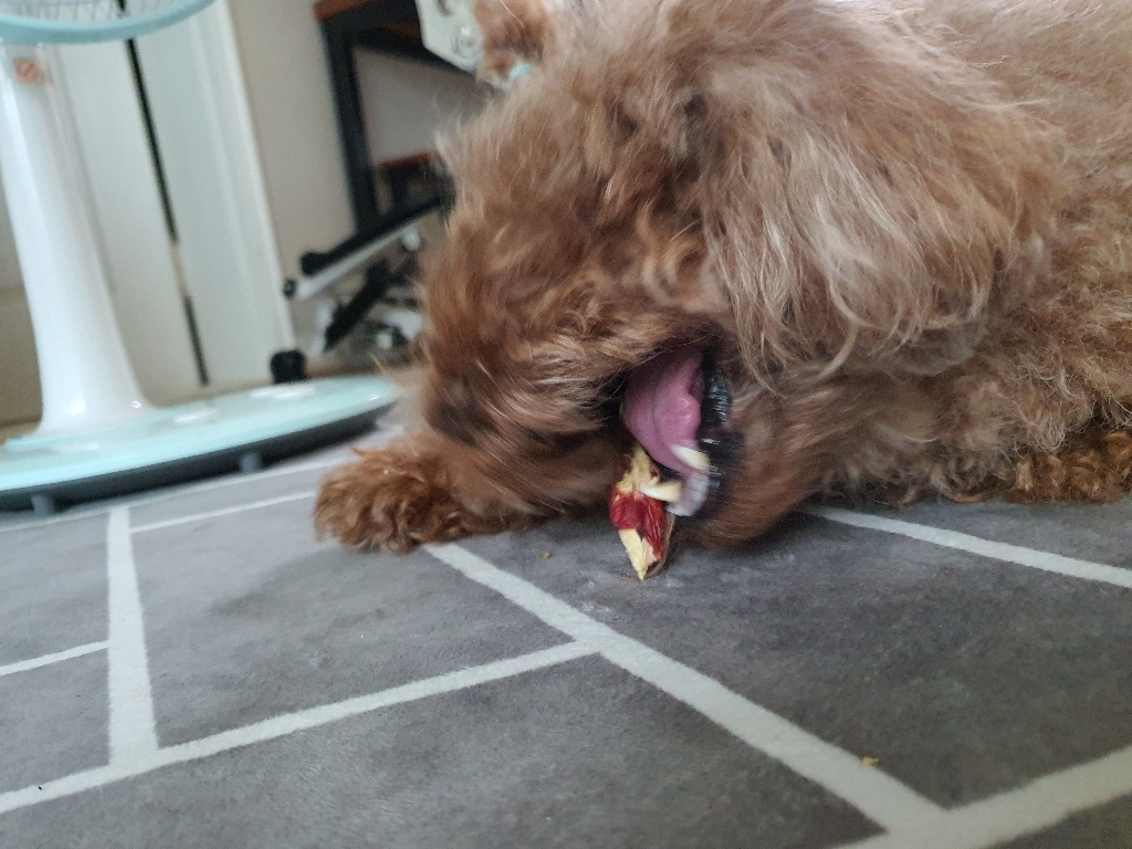 네츄럴코어 강아지 간식 솔직 후기 | 실제 사용자 리뷰 총정리 - 상품 이미지 3