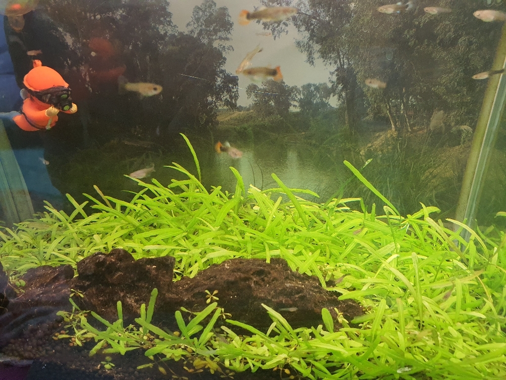 아마존 소일 2kg 수초 어항 바닥재 솔직 후기 | 실제 사용자 리뷰 총정리 - 상품 이미지 3