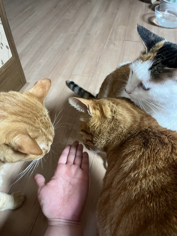 프리스키 고양이 파티믹스 간식 솔직 후기 | 실제 사용자 리뷰 총정리 - 상품 이미지 2