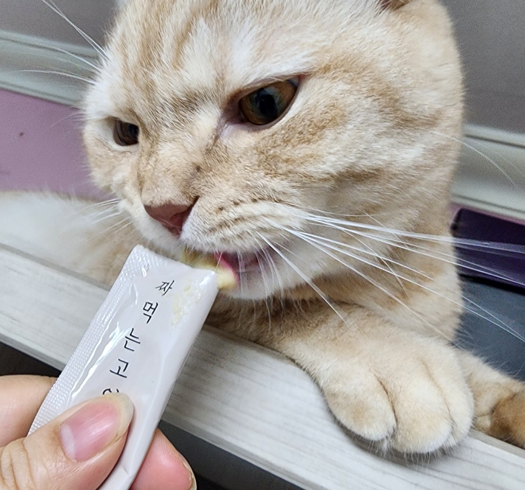 메가츄 짜먹는 고양이 간식 츄 90스틱 대용량 2개 솔직 후기 | 실제 사용자 리뷰 총정리 - 상품 이미지 2