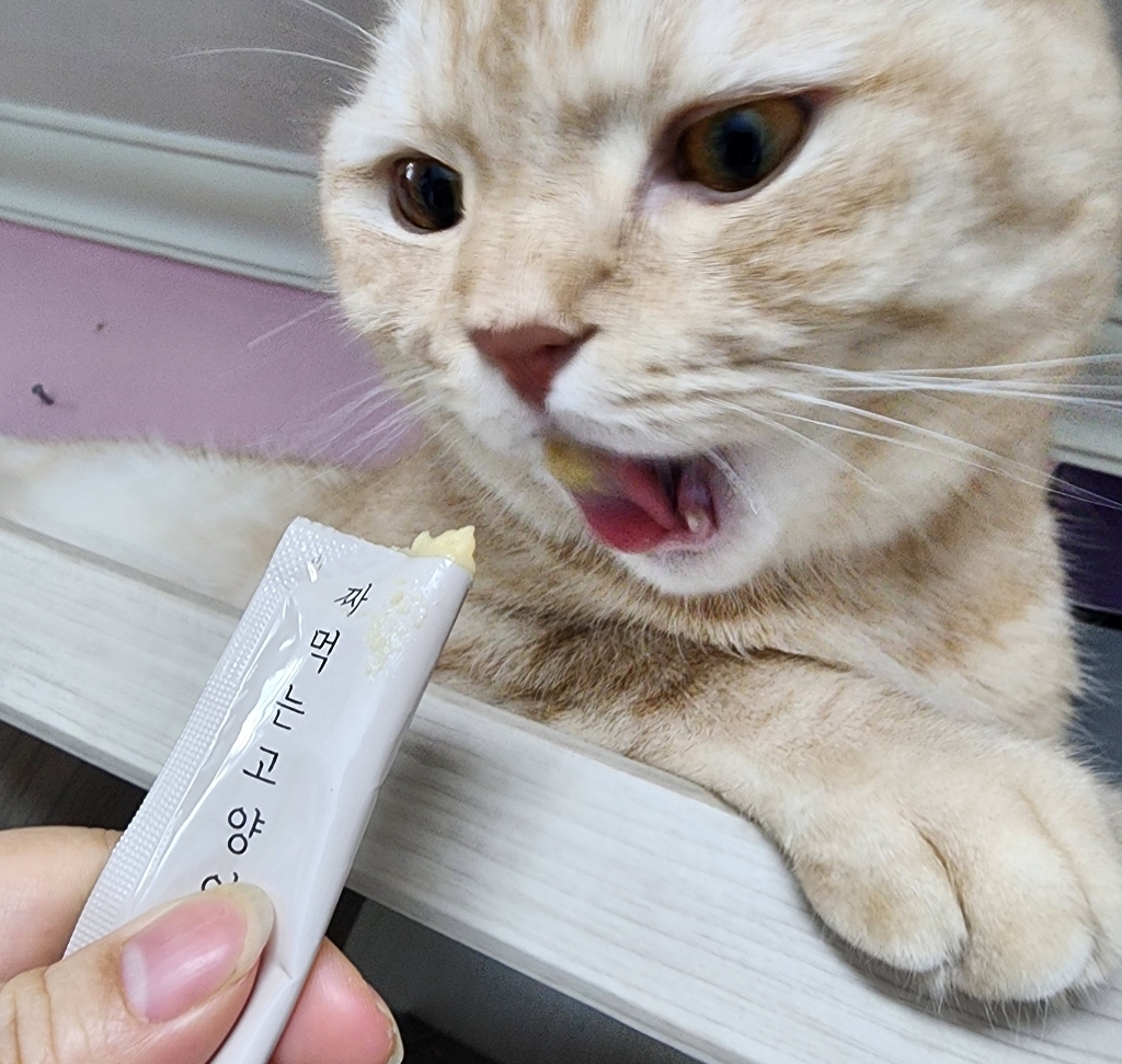 메가츄 짜먹는 고양이 간식 츄 90스틱 대용량 2개 솔직 후기 | 실제 사용자 리뷰 총정리 - 상품 이미지 4