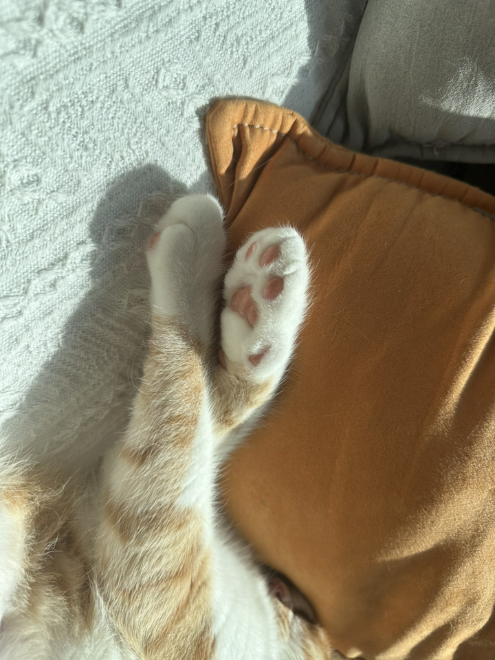 레날 어드밴스드 캣츠 40g / Renal advanced cats / 레날 어드벤스드 캣츠 / 신장질환 신부전치료 보조제 + 동물병원 전용 유산균 이미지 2