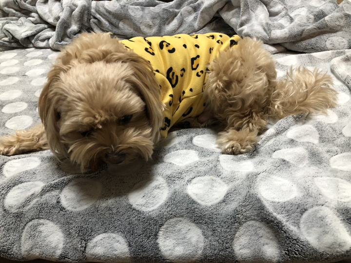 바른간식연구소 닭가슴살 1kg 강아지 육포 대용량간식 이미지 3