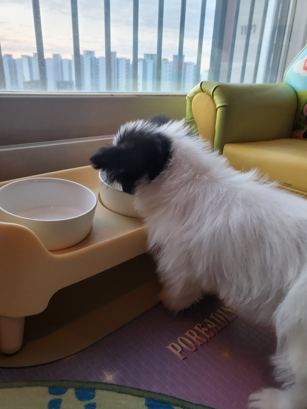 슈퍼펫 강아지 밥그릇 고양이 식기 높이 조절 커브 식기 세트 2구 물그릇 솔직 후기 | 실제 사용자 리뷰 총정리 - 상품 이미지 4