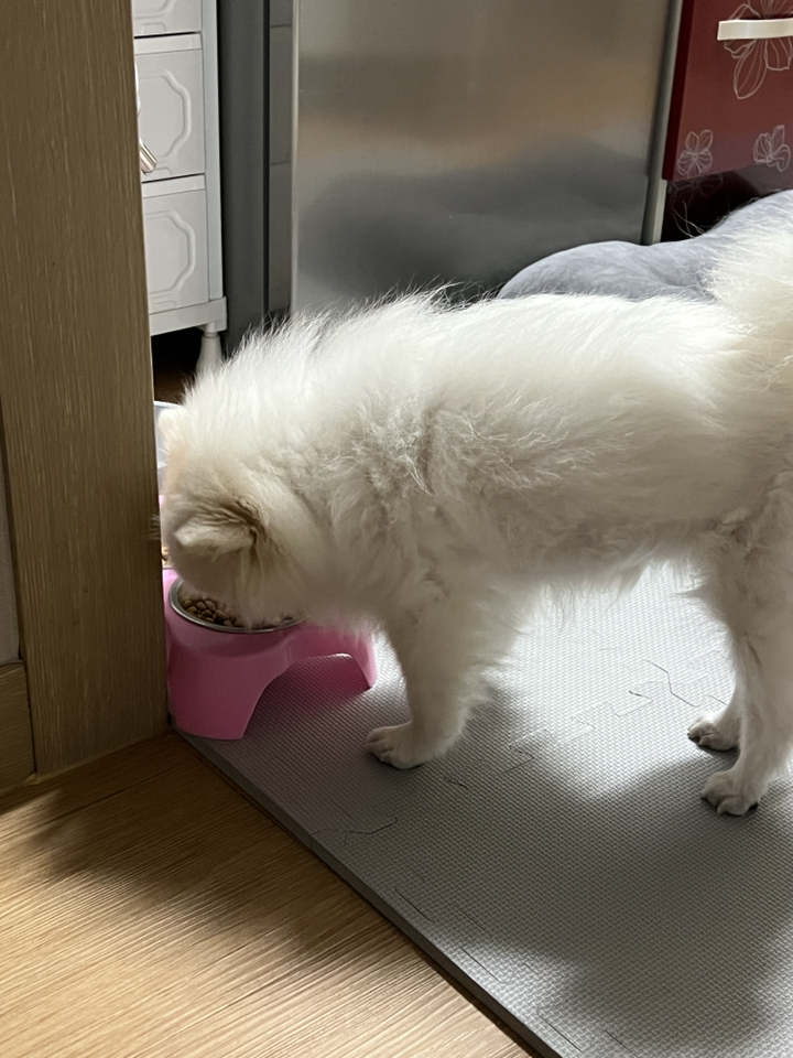 도그씨 로얄캐닌 포메라니안 어덜트 3kg 강아지사료 이미지 3