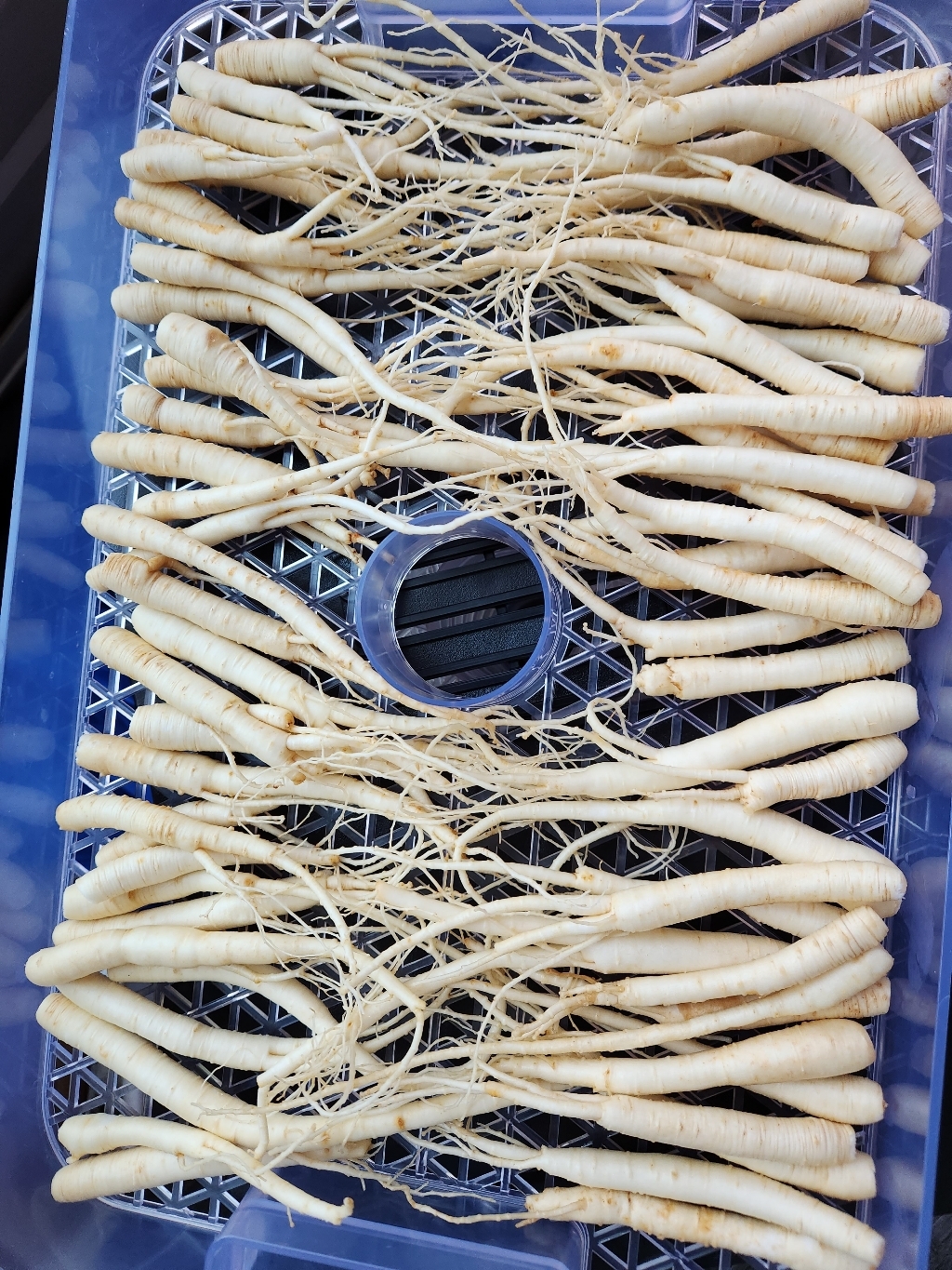 금산인삼 수삼 삼계삼소 무료세척 백숙용 삼계용 업소용 700g 70~10... 실사용 후기 | 효과 있을까? - 상품 이미지 3