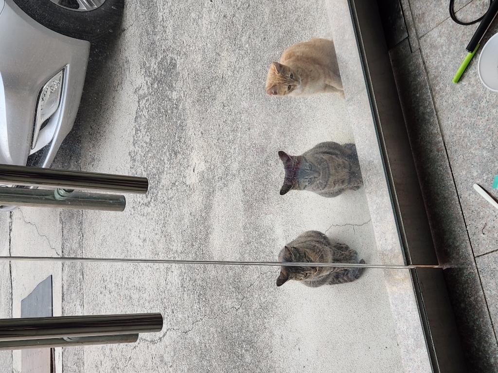 딩동펫 고양이 컬러풀 낚싯대 8종 세트 솔직 후기 | 실사용자 리뷰 분석 - 상품 이미지 2